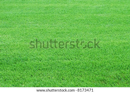 Perfect cut green golf grass. You see only the lawn, could be used as background.