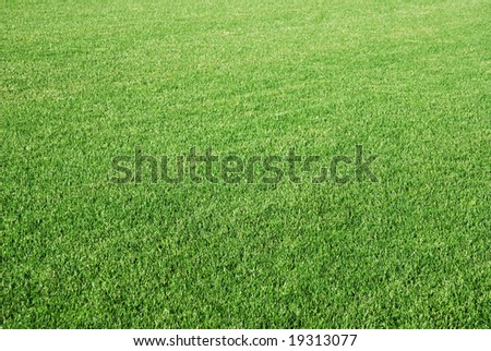 Background of perfect short cut green golf grass