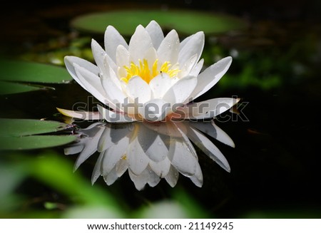 Macro of a white water lily