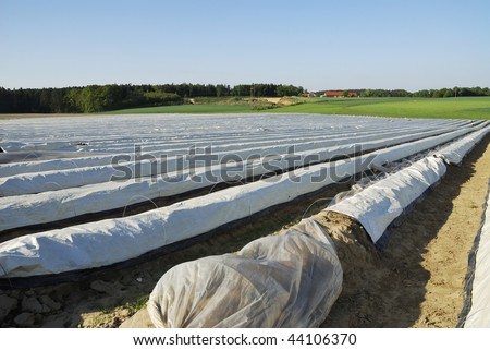 Growing asparagus under plastic foil (seen in Bavaria, Germany)