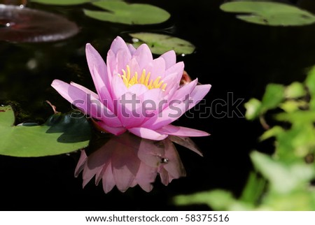 Pink lotus reflecting in dark water