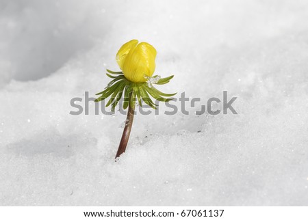 الورد والثلج Stock-photo-yellow-winter-aconite-in-the-snow-67061137
