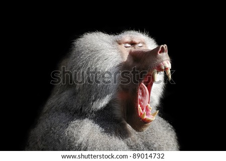 Baboon Mouth Open