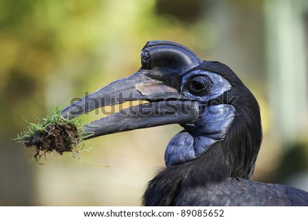 Portrait of a black ground hornbill bird