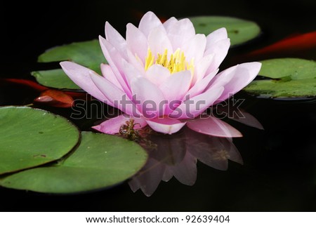 Closeup of a pink water lily