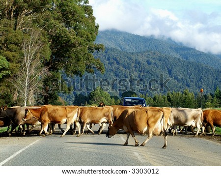 Road block of cows
