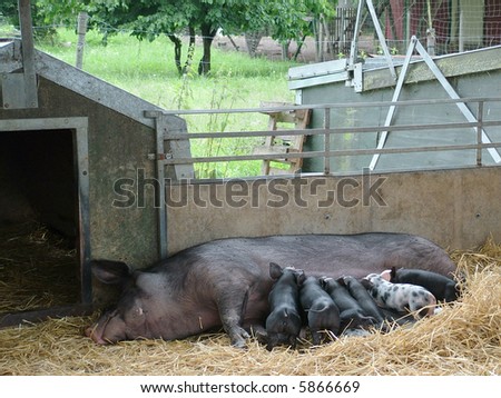 Mother pig and piglets in a pigsty