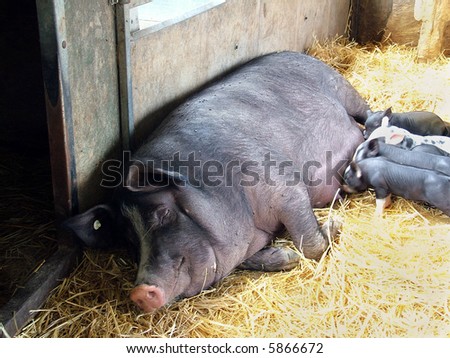 Piglets suckling on a sleeping mother pig