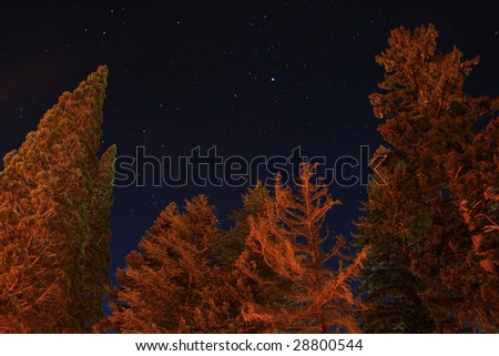 Looking up at orange lit trees and a starry night