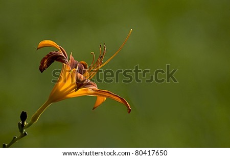 Orange Day lily in the afternoon sun