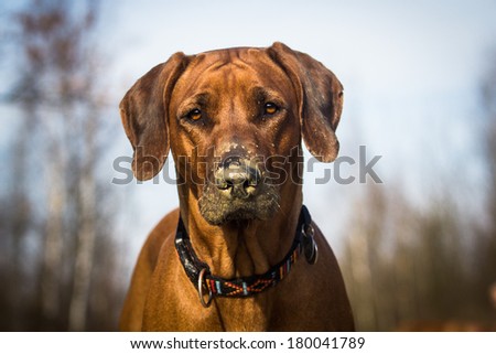 Dog with dirty nose