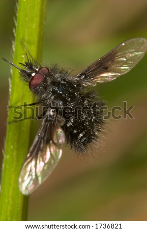 Fly cernidora - fly bumblebee ( Anthrax morio )