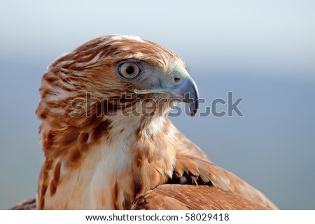 Fantastic eagle of red tail (Buteo jamaicensis) posing placidly
