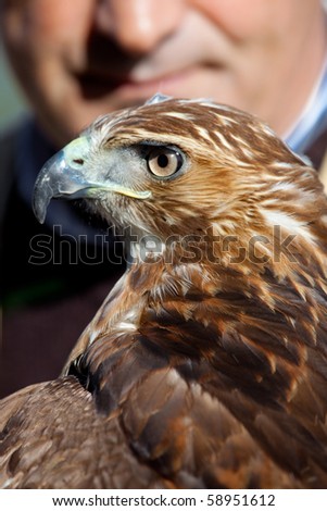 Fantastic eagle of red tail (Buteo jamaicensis) posing placidly with the falconer
