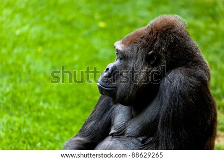 Beautiful specimen of gorilla seated placidly