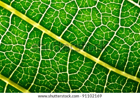 A macro of a leaf texture to back lighting