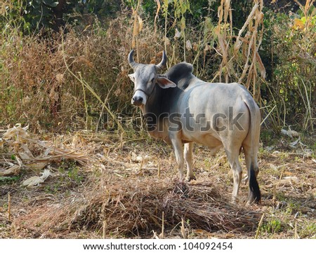 rural scenery with cow in India