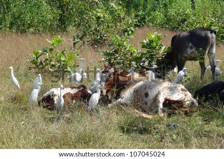 some resting cows and birds in India