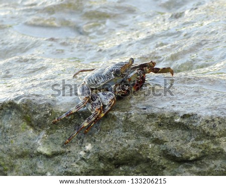 waterside crab on rock formation, seen on a caribbean island named Guadeloupe
