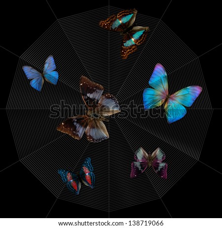 various colorful butterflies caught in a spider orb web in black back