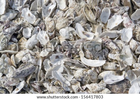 lots of oyster shells seen in Cancale (Brittany,France)