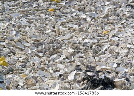 lots of oyster shells and lemon seen in Cancale (Brittany,France)