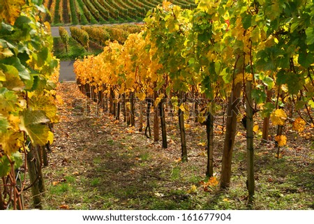 idyllic rural autumn scenery in a colorful vineyard in Southern Germany