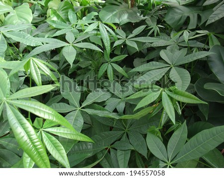 dense vegetation of foliage plants