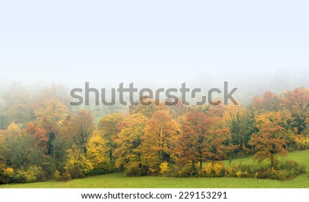 foggy autumn scenery including a colorful forest in Southern Germany