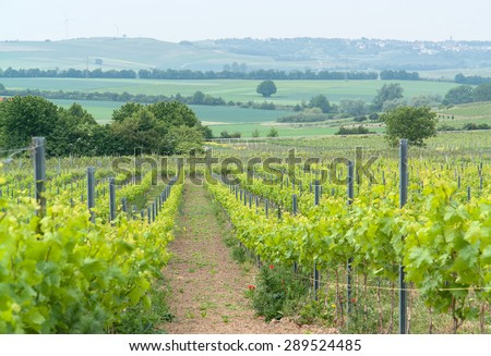 idyllic scenery at the wine region Rheinhessen around Loerzweiler in the Rhineland-Palatinate in Germany