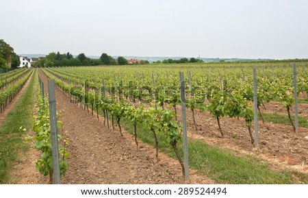 idyllic scenery at the wine region Rheinhessen around Loerzweiler in the Rhineland-Palatinate in Germany