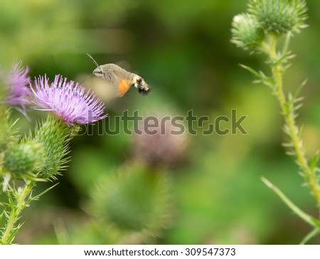 Butterfly named Hummingbird hawk-moth flying around a thistle flower