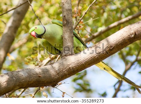 bird named Rose-ringed Parakeet in India