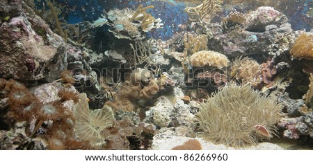 underwater scenery showing a colorful coral reef detail with various animal species