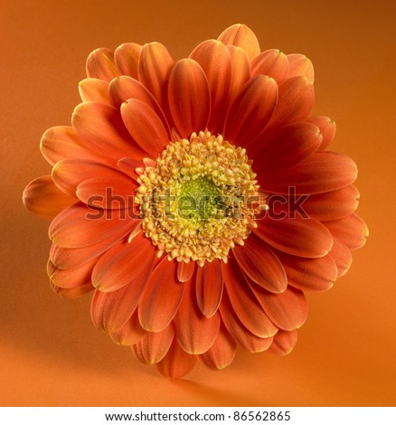 frontal shot of a orange red gerbera flower. Closeup studio shot in orange back
