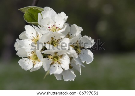 some pear blossoms in blurry back
