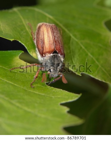 may beetle sitting on a twig with fresh leaves in dark back