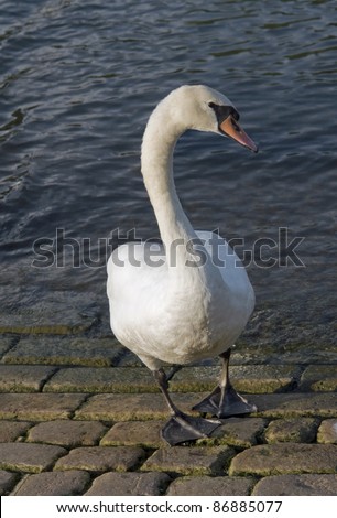 frontal shot of a swan neat the river shore
