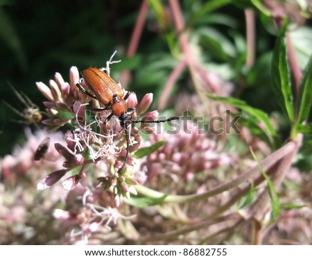 sunny scenery showing a red beetle on pink flower in front of blurry back