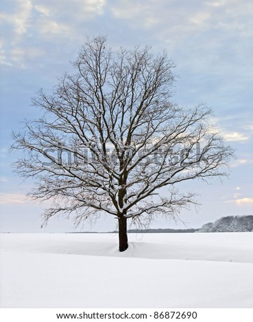 idyllic rural winter scenery with stand-alone tree at evening time in Hohenlohe, an area in Southern Germany