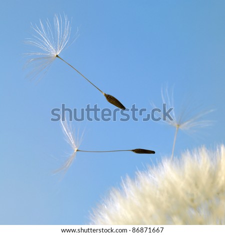dandelion seeds closeup in blue back
