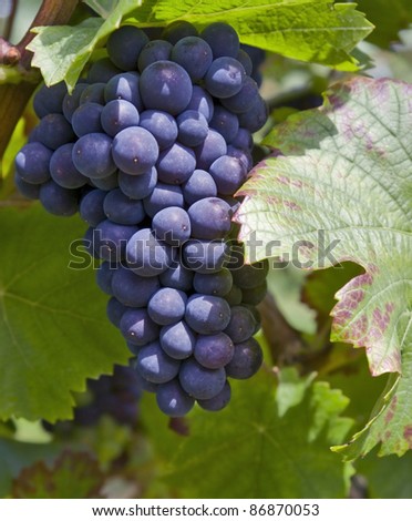 outdoor shot showing a bunch of red grapes in sunny ambiance