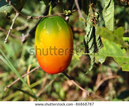 a sunny illuminated multicolored fruit in Uganda (Africa)