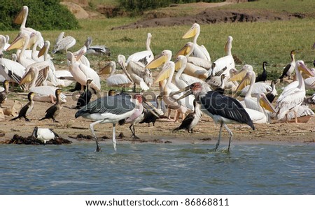 waterside scenery with lots of various birds in the Queen Elizabeth National Park in Uganda (Africa) in sunny ambiance