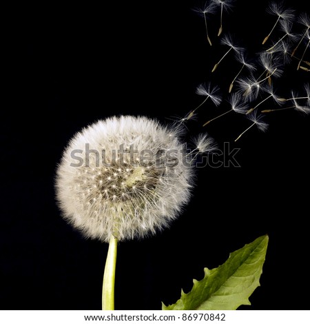 blow ball and flying seeds in black back