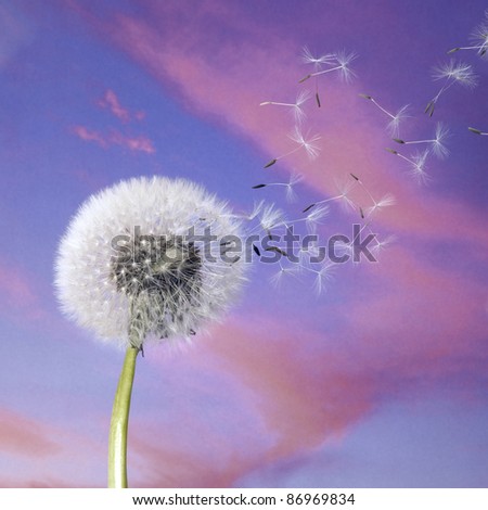 blow ball and flying seeds in colorful back