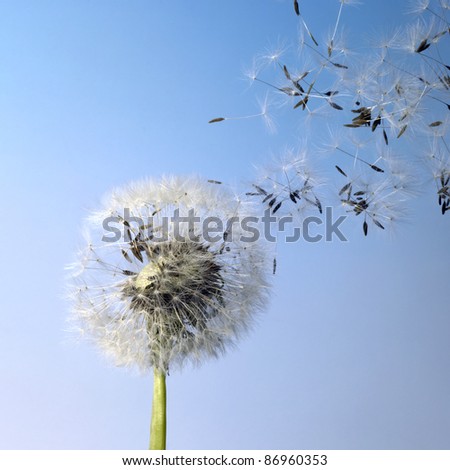 flying dandelion seeds in blue back