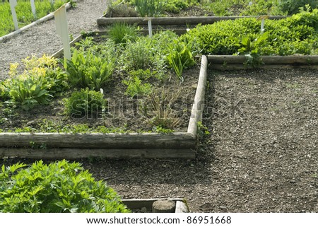 detail of a tidy garden with lots of herbs at spring time