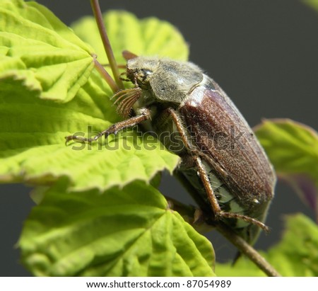 may beetle sitting on a twig with fresh leaves in grey back