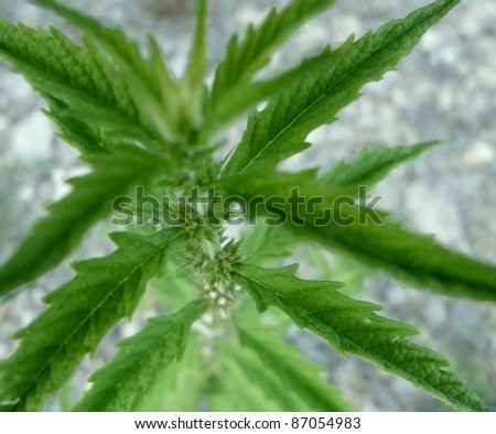 natural plant detail with jagged leaves seen from above, green toned